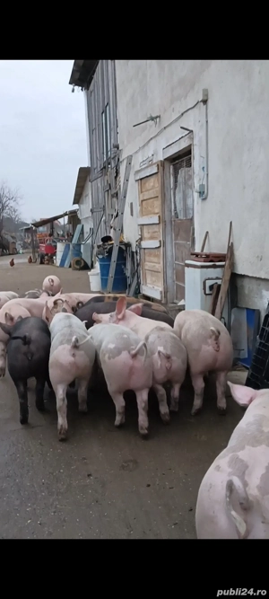 porci de vânzare  - imagine 2