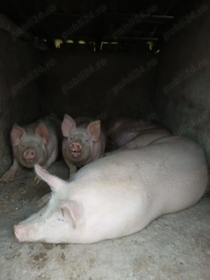 Vând porci de carne- Marele alb