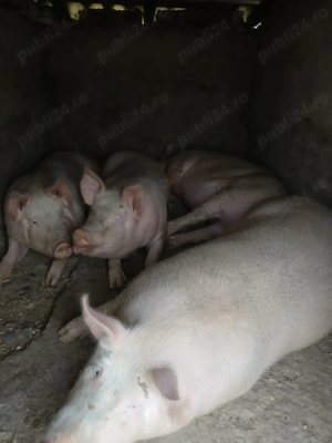 Vând porci de carne- Marele alb - imagine 2