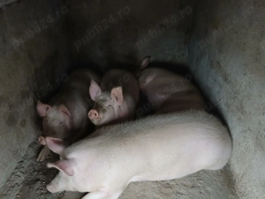 Vând porci de carne- Marele alb - imagine 4