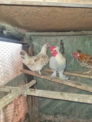 gaini pitice - imagine 4