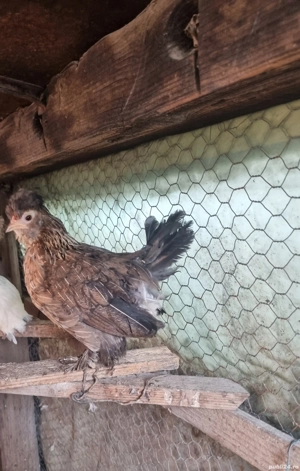 gaini pitice - imagine 3