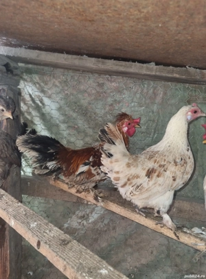 gaini pitice - imagine 2