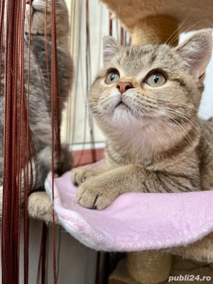 british shorthair fetita - imagine 3