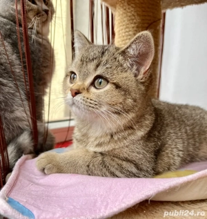 british shorthair 5 luni