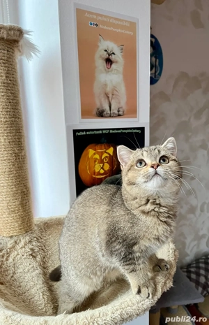 british shorthair fetita - imagine 2