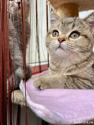 british shorthair fetita - imagine 4