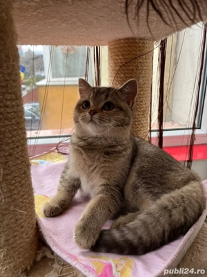 british shorthair fetita - imagine 5