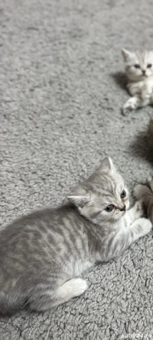 british shorthair silver white tabby - imagine 4