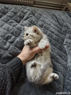 british shorthair silver white tabby - imagine 3