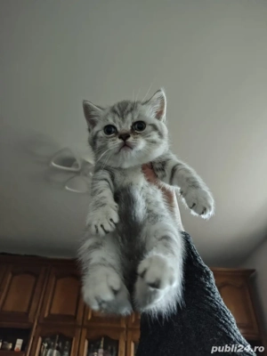 british shorthair silver white tabby