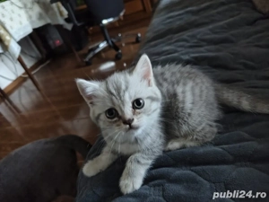 british shorthair silver white tabby - imagine 2
