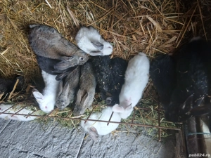 Vind puii de iepuri  - imagine 3