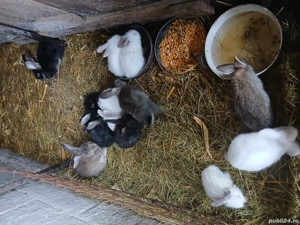 Vind puii de iepuri  - imagine 4