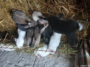 Vind puii de iepuri  - imagine 2