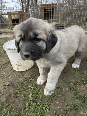 Pui de vanzare metis kangal cu ciobanesc - imagine 3