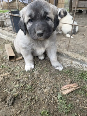Pui de vanzare metis kangal cu ciobanesc - imagine 4