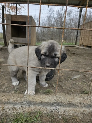 Pui de vanzare metis kangal cu ciobanesc - imagine 2