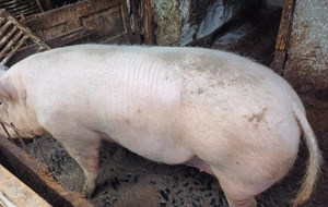 Porci  romanesc de țară 160 kg