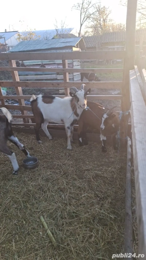 Țapi de curte castrați 25 -30kg  preț 15 lei kg tăiat - imagine 2