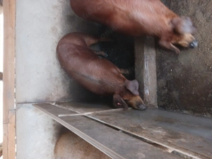 Porci și scrofițe duroc originali  - imagine 3