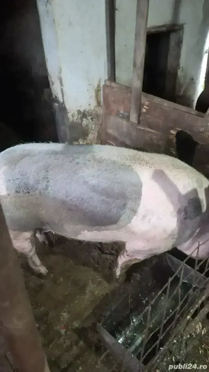 Porc de curte ,rasă de carne, preț 17leikg in viu sau 20lei kgtăiat - imagine 3