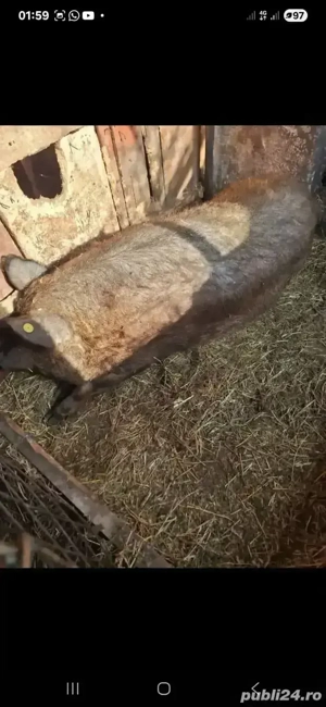 Porc de mangalița ,de curte ,preț 15lei kg în viu - imagine 2