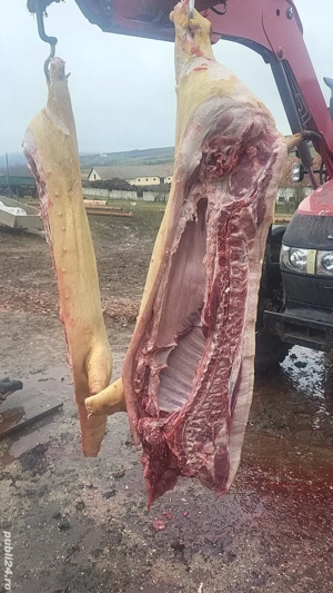 vînd porci - imagine 3