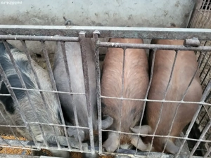 vînd porci - imagine 2