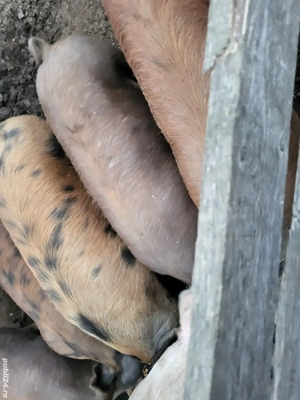 vînd porci - imagine 5