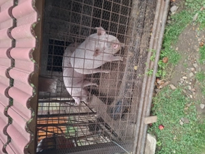 Porc de vanzare - imagine 2