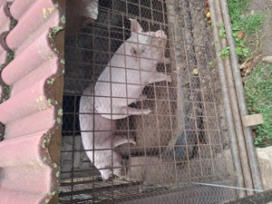 Porc de vanzare - imagine 5