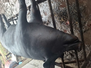 Porc sau carcasa de porc sferturi