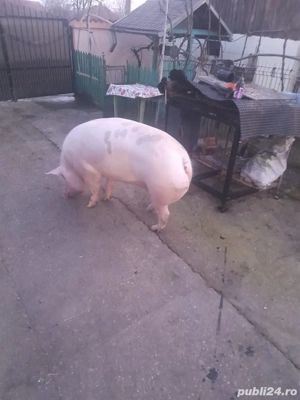 Purcea de vanzare  - imagine 4