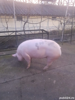 Purcea de vanzare  - imagine 5