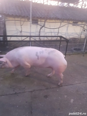 Purcea de vanzare  - imagine 3