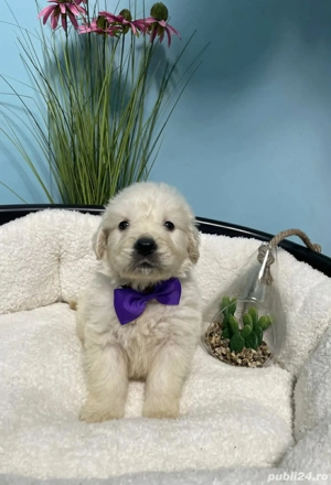 Golden retriever cu pedigree 