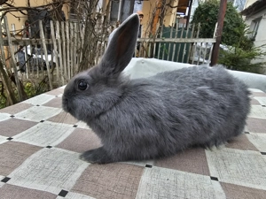 Iepurasi pitici de vânzare rasa Rex - imagine 4