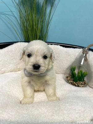 Golden retriever cu pedigree  - imagine 5