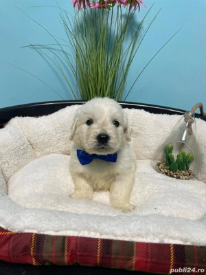 Golden retriever cu pedigree  - imagine 3