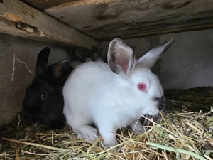 Iepurasi pitici de vânzare rasa Rex - imagine 5