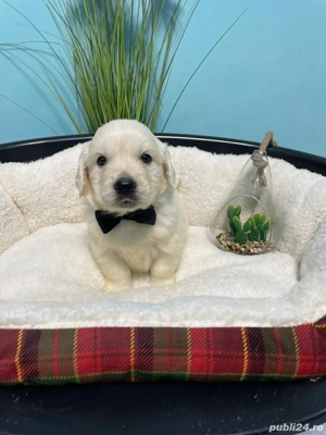Golden retriever cu pedigree  - imagine 4