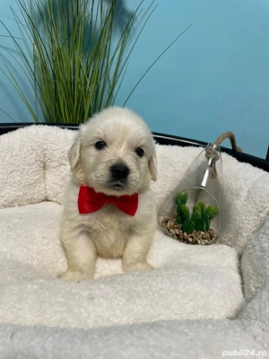 Golden retriever cu pedigree 