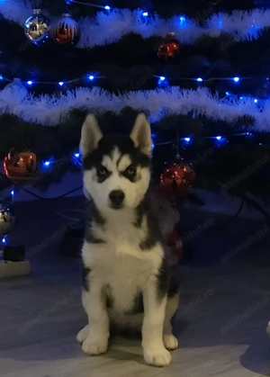  Husky Siberian cautam familie