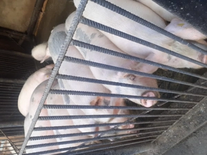 Vând porcu rasa marele alb - imagine 2