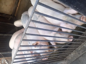 Vând porcu rasa marele alb