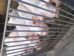 Vând porcu rasa marele alb - imagine 3