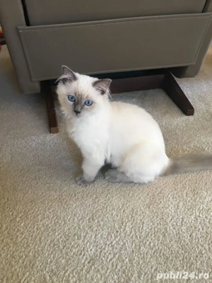 Ragdoll baietel