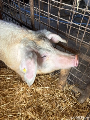 Porci,crotaliati,mangalita,ecologici,veterinar,diverse mărimi