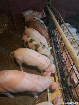 vand purcei - imagine 2